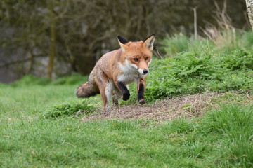 Wild Red Fox Southern England