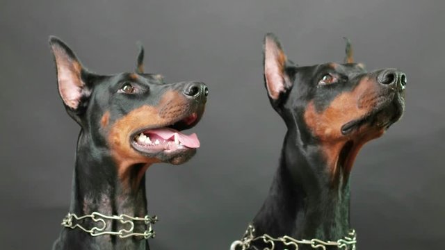 portrait of two dobermans wearing steel dog collars listening attentive to commands, side view of two black and brown doberman pinschers sitting still on isolated dark background posing for photo