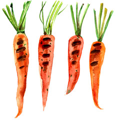 Roasted carrot isolated, watercolor illustration