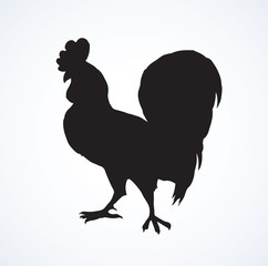 Cock. Vector drawing