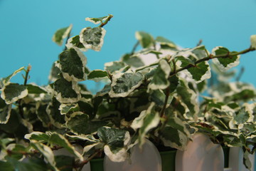 Leaves