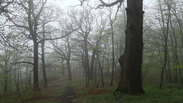 In der Natur sein direkt nach dem Regen im Wald stehen