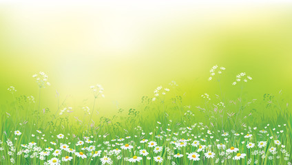 Obraz premium Vector summer nature background, chamomiles field.