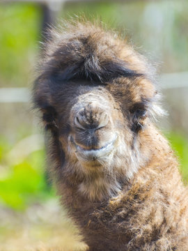 Bactrian camel baby