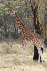 Naklejka na ściany i meble Male giraffe who stands in the shade of acacia in the savanna of hot sunny day