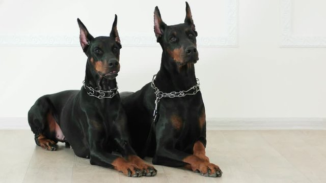 doberman pinschers lying together on white wooden floor, yawning dog model, dobermans wearing steel dog collars lying close to each other and waiting for masters commands, posing for photo session