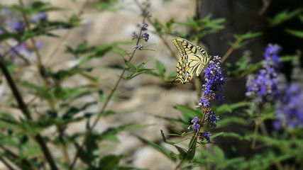 Colurful Butterfly