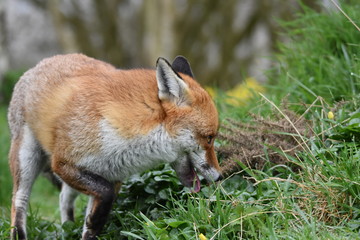 Wild Red Fox Southern England