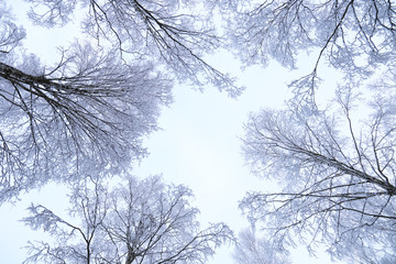 winter scene of top of trees over sky