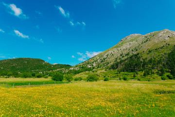 House on a meadow with yellow flowers. The village Njegusi in Montenegro, on the mountain Lovcen.