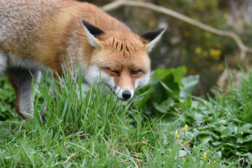 Wild Red Fox Southern England
