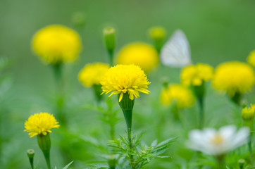 Marigold  flowers in field