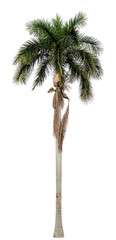 Fototapeta premium Old royal palm shed leaves isolated