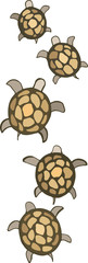 small sea turtles
