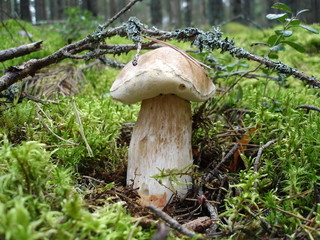 Mushrooms in the forest.