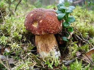 Mushrooms in the forest.