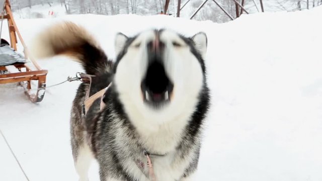 Dog Siberian Husky (Husky) barking. Anxiety and restlessness Video footage. Winter nature background. Close up