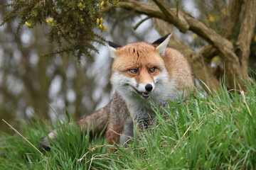 Wild Red Fox Southern England