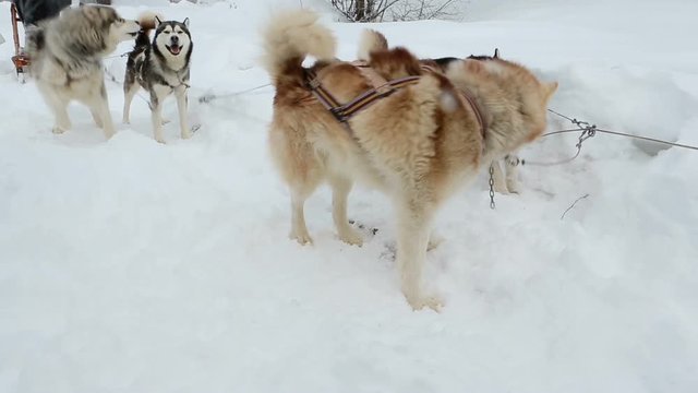 Sled dog sled polar dogs fluffy husky stand in anticipation of the team. The beginning of the trip. Winter snow drifts Video footage. Side view