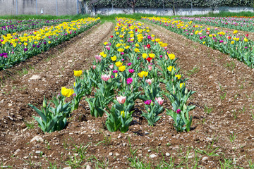 papaveri fiori nel campo