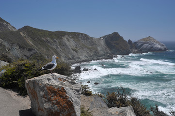 Seagull looking out to sea