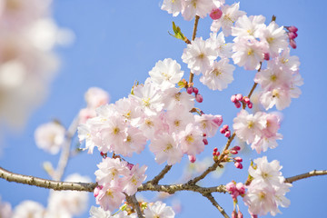 cherry blossoms, against blue sky