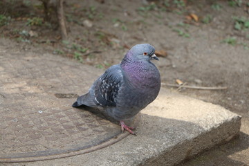 鳩