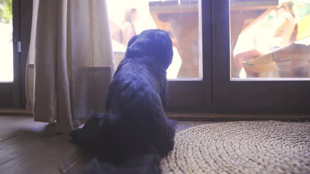 Cute dog looking through window dolly slide 4K
