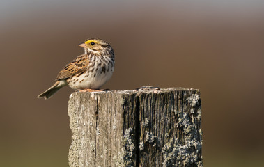 Savannah Sparrow