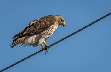 Fototapeta premium redtail hawk
