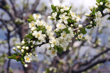 Flowers of blooming apple trees 11