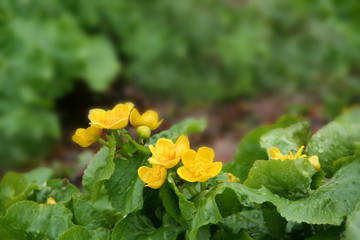 Water duck (Caltha palustris)