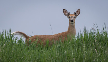 Button buck