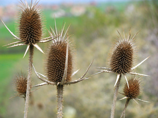 Obraz premium Dry thistles in spring