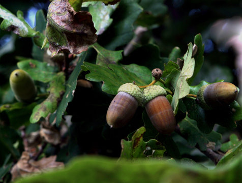 Acorn. Oaktree. Fall.
