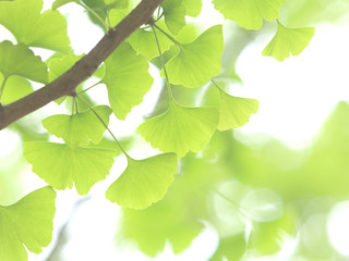 イチョウ　若葉