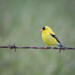 Goldfinch 