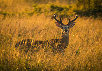 Buck at sunset