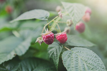 Lots of red ripe raspberries on a bush