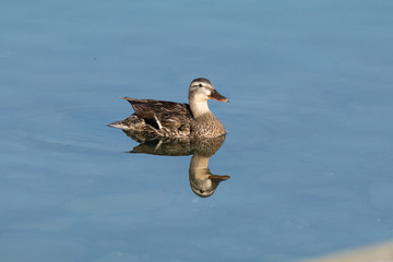 Mallard reflection 