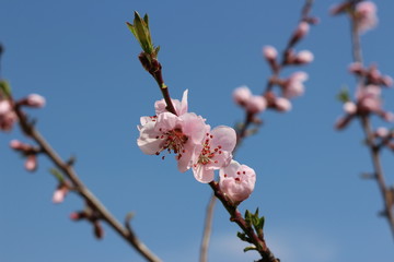 Pink Flowers
