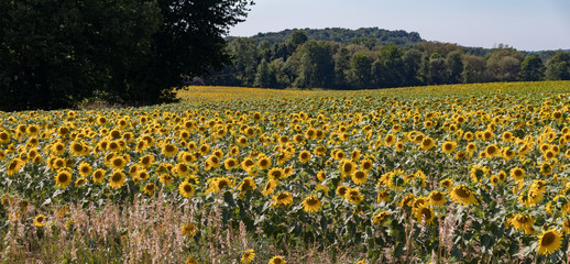 Obraz premium Sunflowers