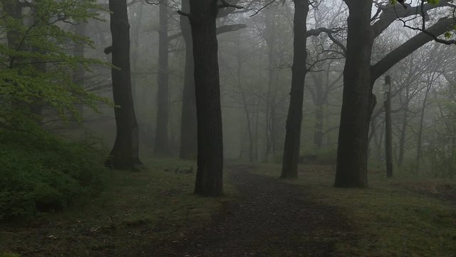 Wanderweg f&uuml;hrt in einen dunklen Nebel Wald