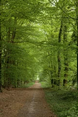 Fotobehang Lane in forest. Netherlands. Dirtroad. Drente. De Klencke estate Oosterhesselen Netherlands. © A