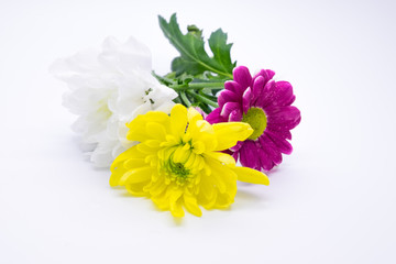 Three chrysanthemums pink and yellow and white close up macro flowers