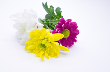 Three chrysanthemums pink and yellow and white close up macro flowers