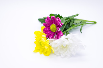 Three chrysanthemums pink and yellow and white close up macro flowers
