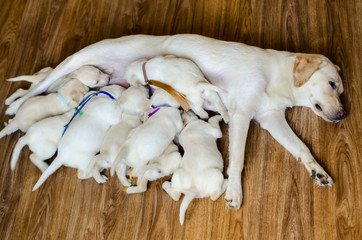 Group of newborn white labrador puppies sucking milk from bitch. White labrador retriever mother with her bitch