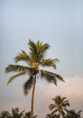 Fototapeta na wymiar Beautiful palm tree and clouds on sunset
