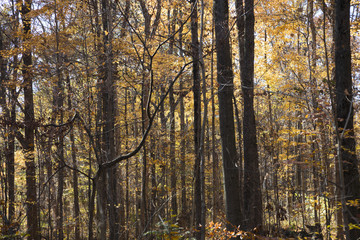 Fall colors in the forest